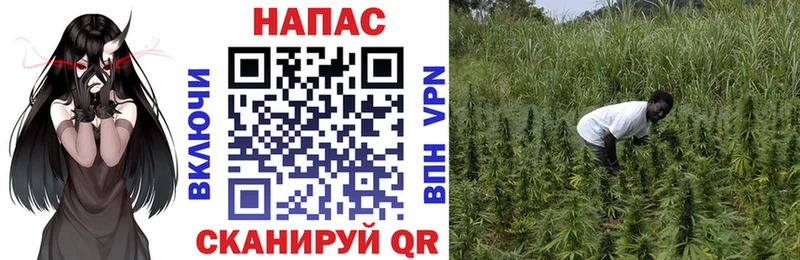 Шишки марихуана SATIVA & INDICA Куровское